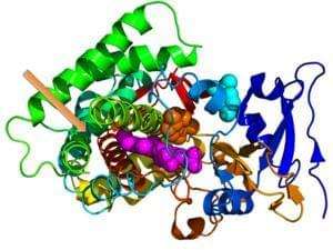 Protein Quantitation Service